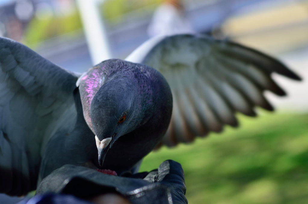 手乗り鳩