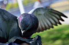 手乗り鳩