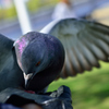 手乗り鳩