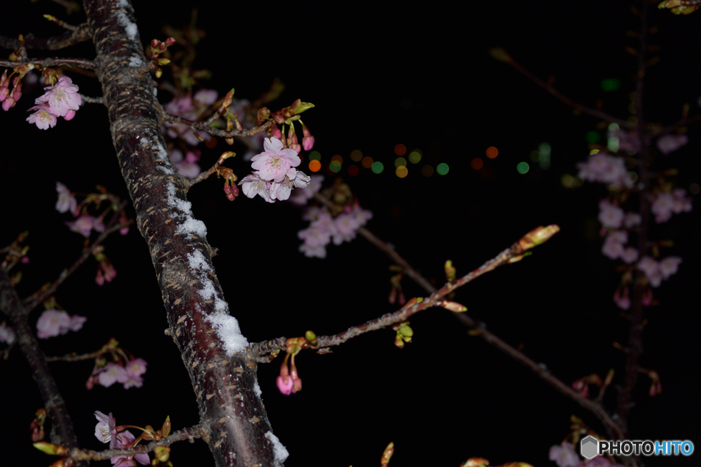 雪見花見