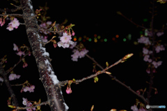 雪見花見