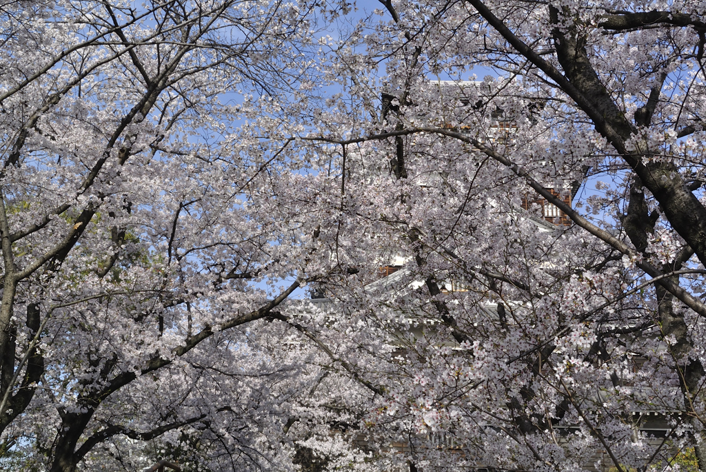 広島城を桜化粧