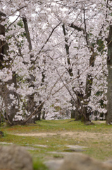 桜木の花道