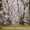 桜木の花道
