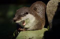 カワウソ、襲われる！