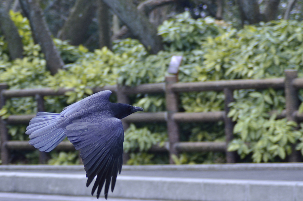 漆黒の模様