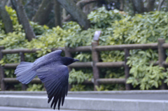 漆黒の模様
