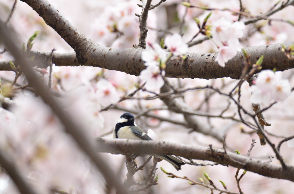 桜色の中で