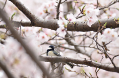 桜色の中で