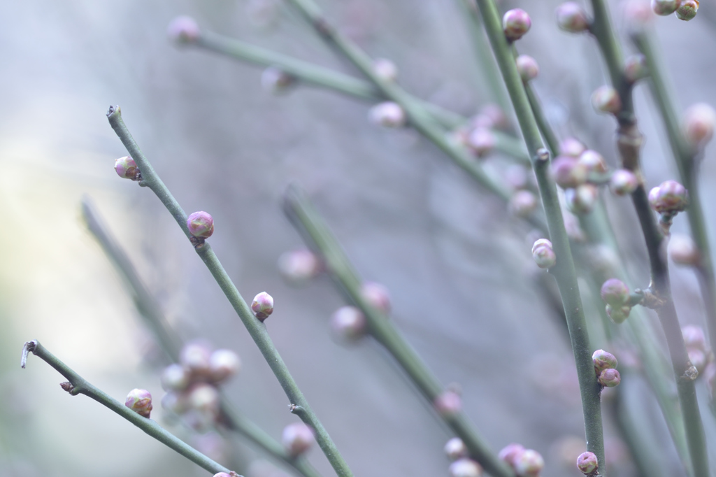 この花、冬ごもり