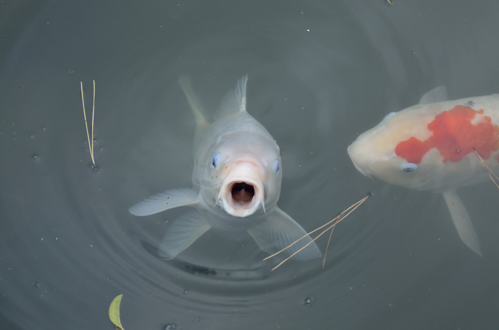 さぁ、鯉！