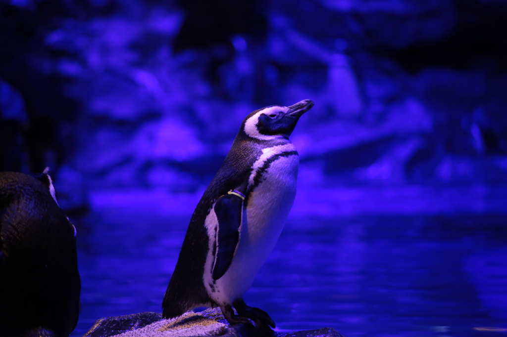 ペンギン夜