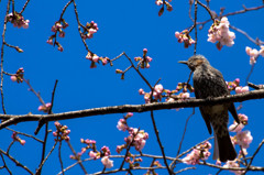 上野恩賜公園の鳥