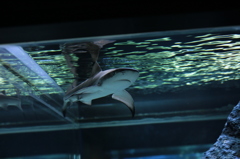 サメ