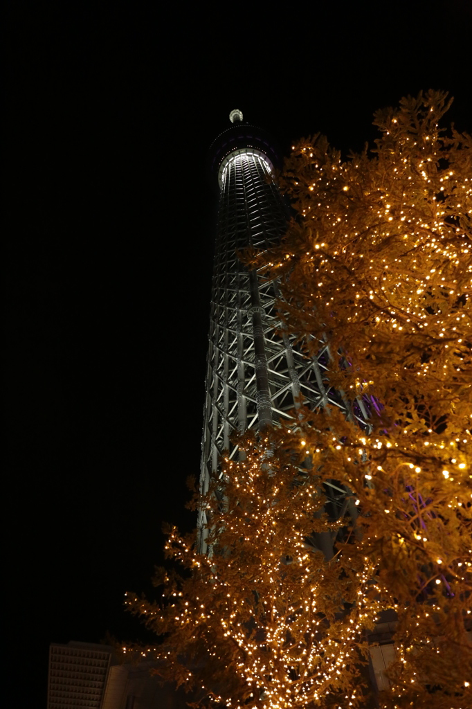 スカイツリー冬夜