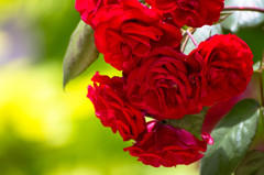 薔薇