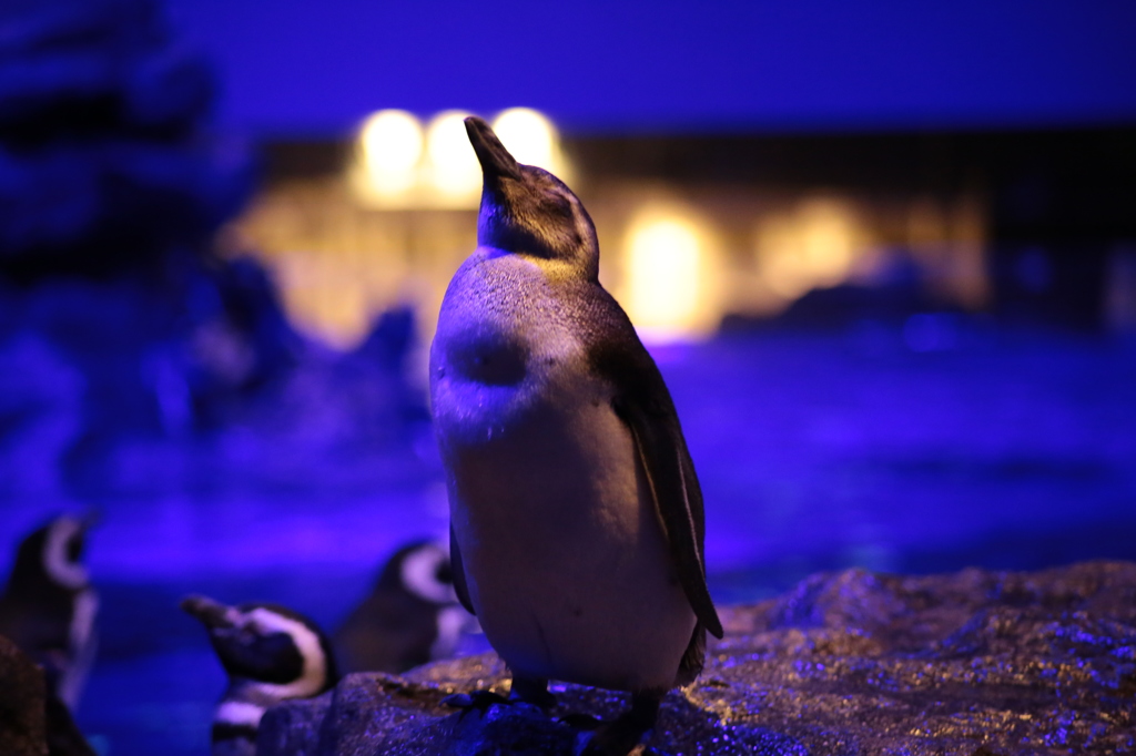 ペンギンとはなにか？