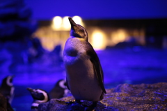 ペンギンとはなにか？