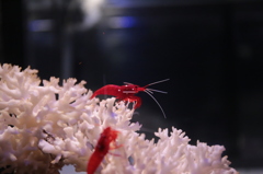 紅白