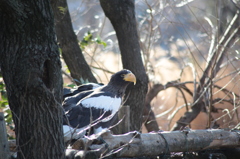 タカ派