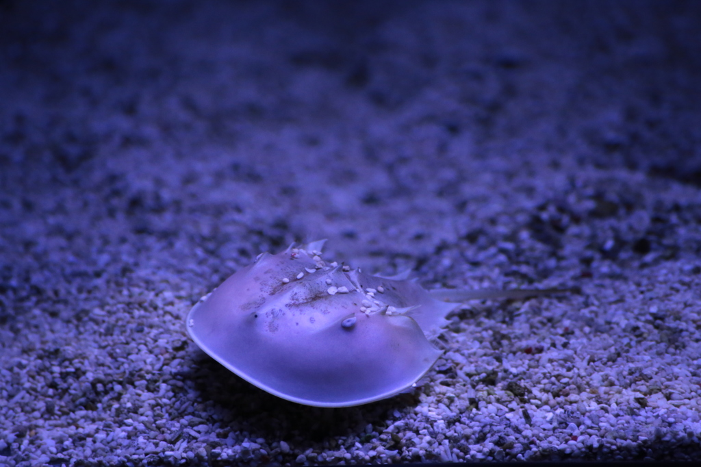 カブトガニ