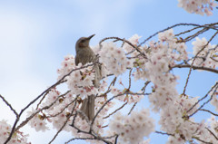 靖国神社の桜と鳥