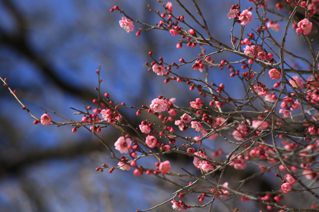 梅　六義園大雪の翌日