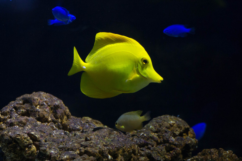 黄色い魚再び