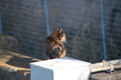 ねこ