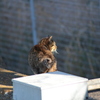 ねこ