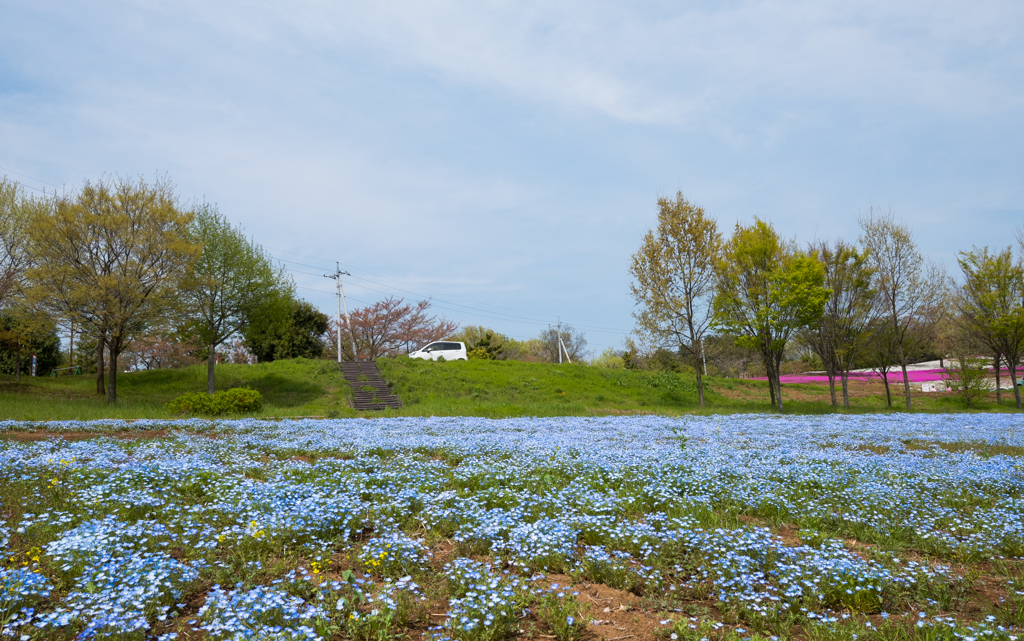 公園ドライブ