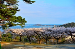 松島、西行戻しの松公園より