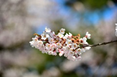 松島、西行戻しの松公園より