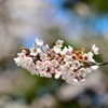 松島、西行戻しの松公園より