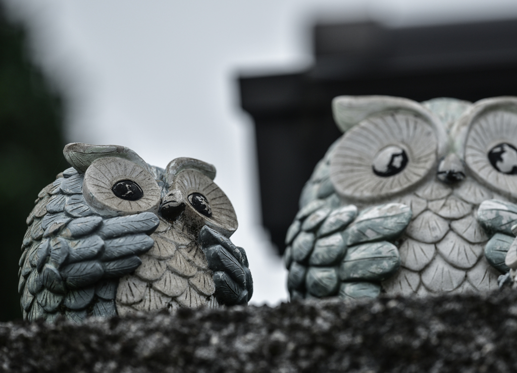 Owl