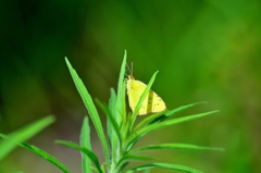 green&yellow