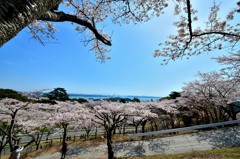 松島、西行戻しの松公園より