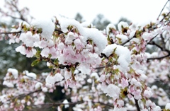 4月の雪