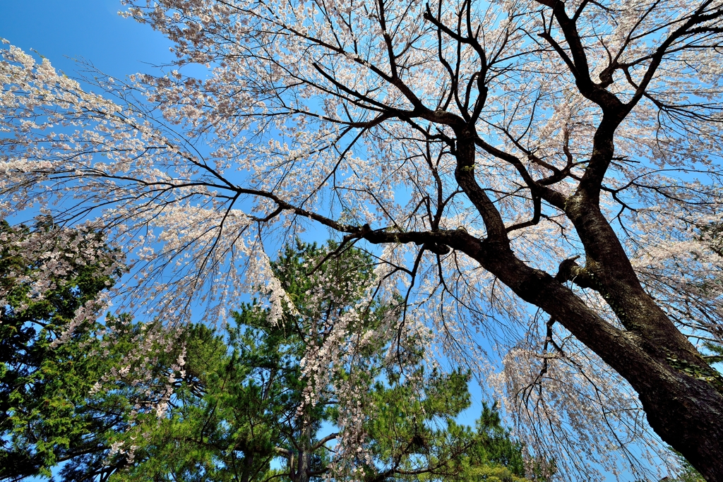 桜　２