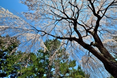 桜　２