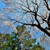 桜　２