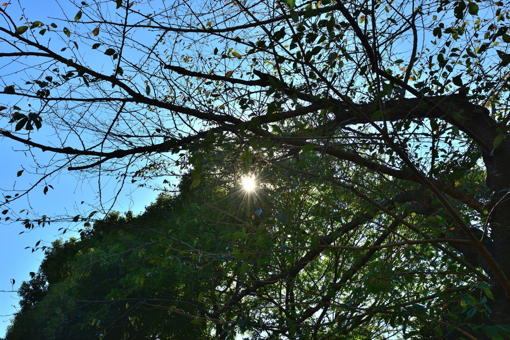 東京　上野公園