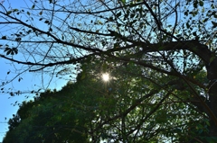 東京　上野公園