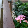 草山丹花