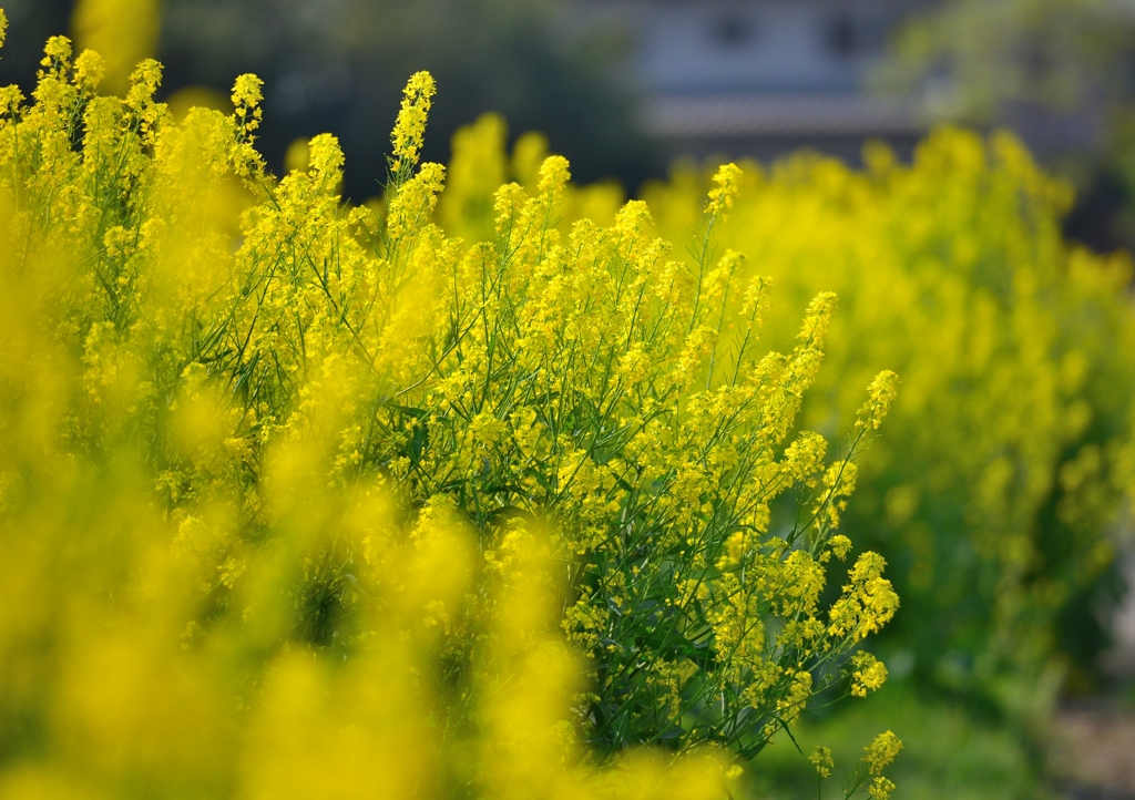 菜の花