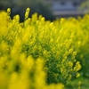 菜の花
