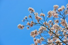 松島、西行戻しの松公園より