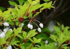 ドウダンツツジ１