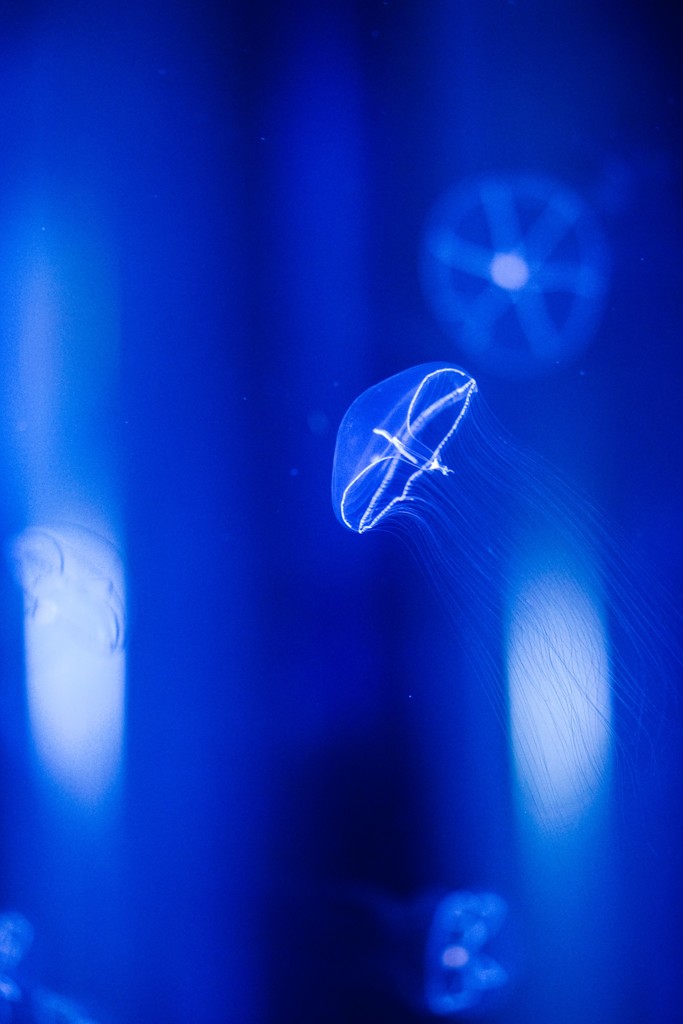 Jellyfish