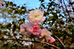 旭山で見た花　３
